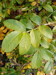Rosa rugosa