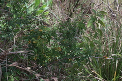 Searsia grandidens