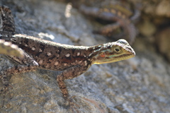 Agama lionotus