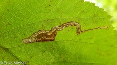 Ectoedemia quadrinotata