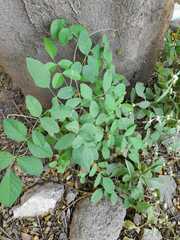 Heptapleurum arboricola