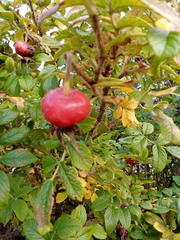 Rosa rugosa