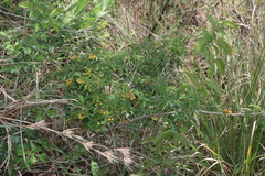 Searsia grandidens