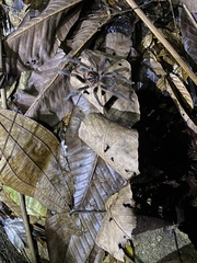 Acanthoscurria simoensi