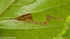 Ectoedemia quadrinotata