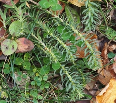 Thymelaea ruizii