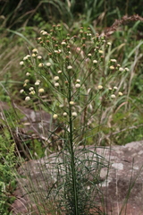Senecio chrysocoma