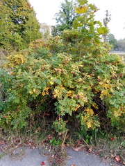 Rosa rugosa