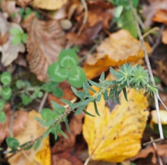 Thymelaea ruizii