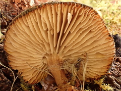Neolentinus adhaerens