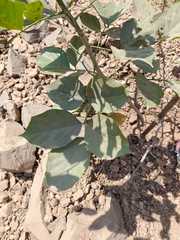 Desmodium obtusum