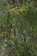 Senecio latifolius