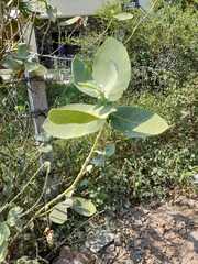 Calotropis procera