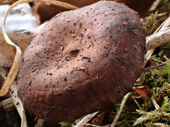 Neolentinus adhaerens