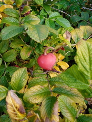 Rosa rugosa