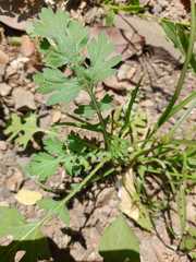 Parthenium hysterophorus