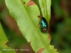 Endelus cupido