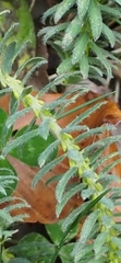 Thymelaea ruizii