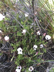Dimorphotheca acutifolia