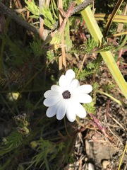 Dimorphotheca acutifolia