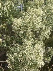 Baccharis angustifolia
