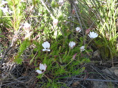 Dimorphotheca acutifolia