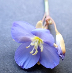 Heliophila digitata