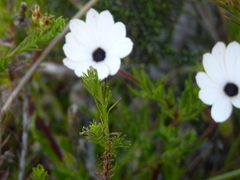 Dimorphotheca acutifolia