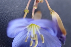 Heliophila digitata