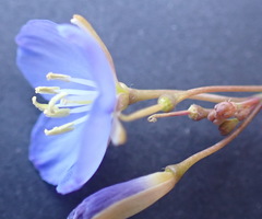 Heliophila digitata