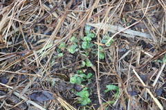 Asterella tenella