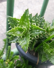 Aloe juvenna