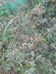 Parthenium hysterophorus