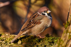 Eurasian Tree Sparrow - Photo (c) Дмитрий Осипов, some rights reserved (CC BY-NC), uploaded by Дмитрий Осипов