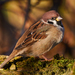 Eurasian Tree Sparrow - Photo (c) Дмитрий Осипов, some rights reserved (CC BY-NC), uploaded by Дмитрий Осипов