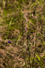 Senecio variabilis
