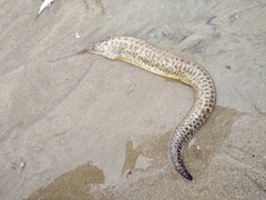 Gymnothorax pseudothyrsoideus