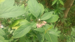 Clerodendrum fortunatum