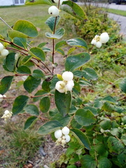 Symphoricarpos albus