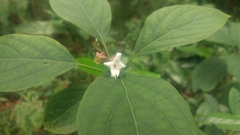 Clerodendrum fortunatum