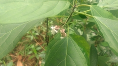 Clerodendrum fortunatum