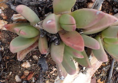Machairophyllum