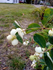Symphoricarpos albus