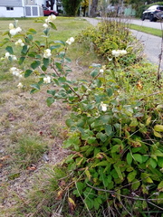 Symphoricarpos albus