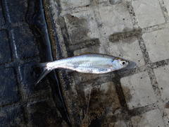 Silver Blade Minnow photo 2