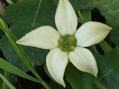 Jaborosa runcinata