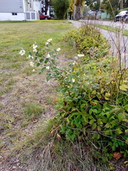 Symphoricarpos albus