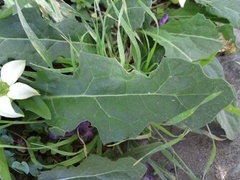 Jaborosa runcinata