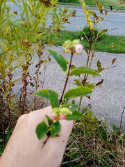 Symphoricarpos albus