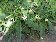 Jaborosa runcinata